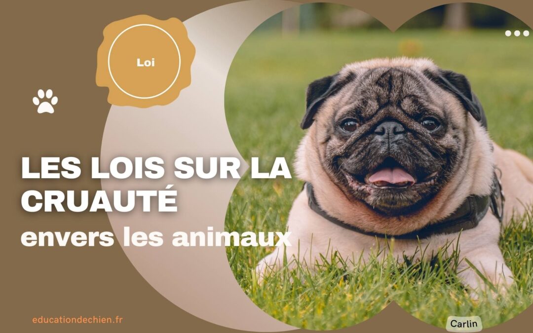 Les lois sur la cruauté envers les animaux : protection des chiens contre la maltraitance.