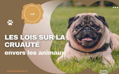Les lois sur la cruauté envers les animaux : protection des chiens contre la maltraitance.