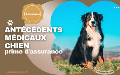 Comment les antécédents médicaux de votre chien peuvent influencer votre prime d’assurance.