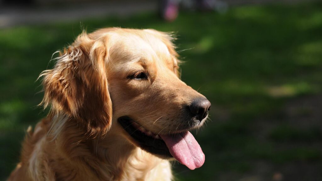 Chien