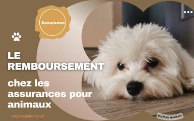 Comment fonctionne le remboursement chez les assurances pour animaux.