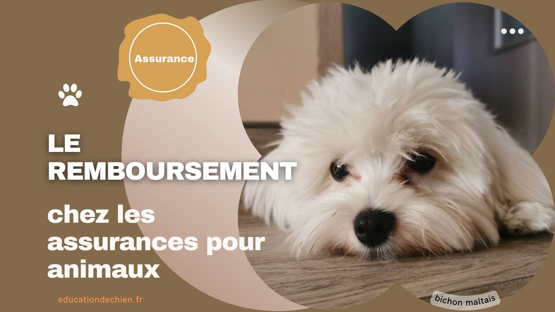 assurances pour animaux