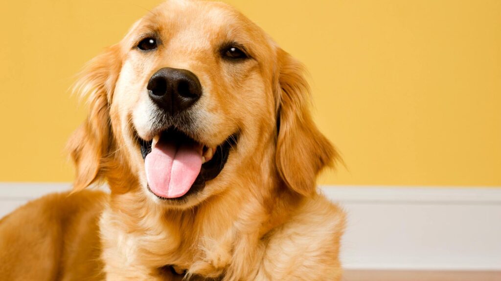 Chien qui sourit