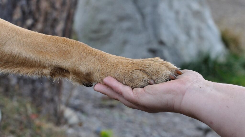 cruauté envers les animaux