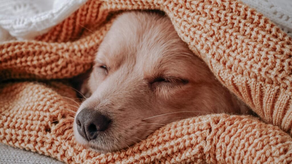 Chien entrain de dormir