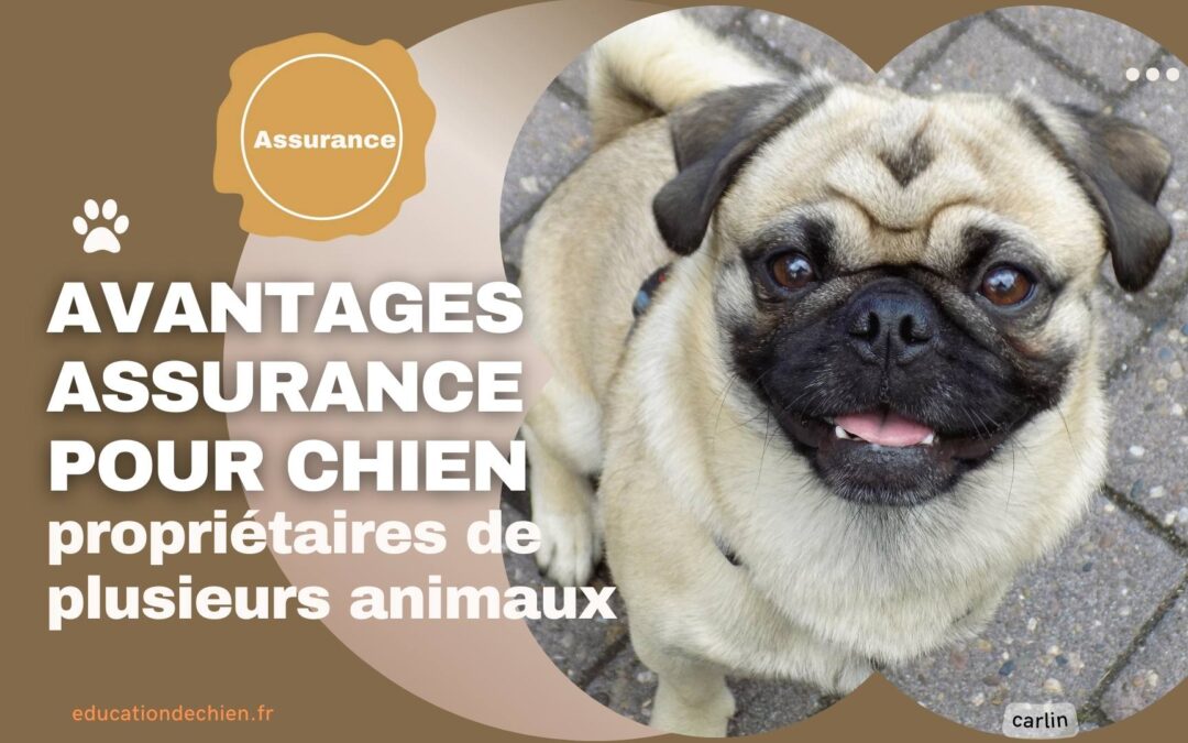 Les avantages d’une assurance pour chien pour les propriétaires de plusieurs animaux.