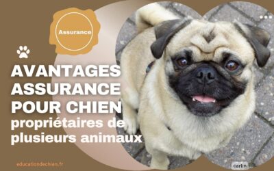 Les avantages d’une assurance pour chien pour les propriétaires de plusieurs animaux.