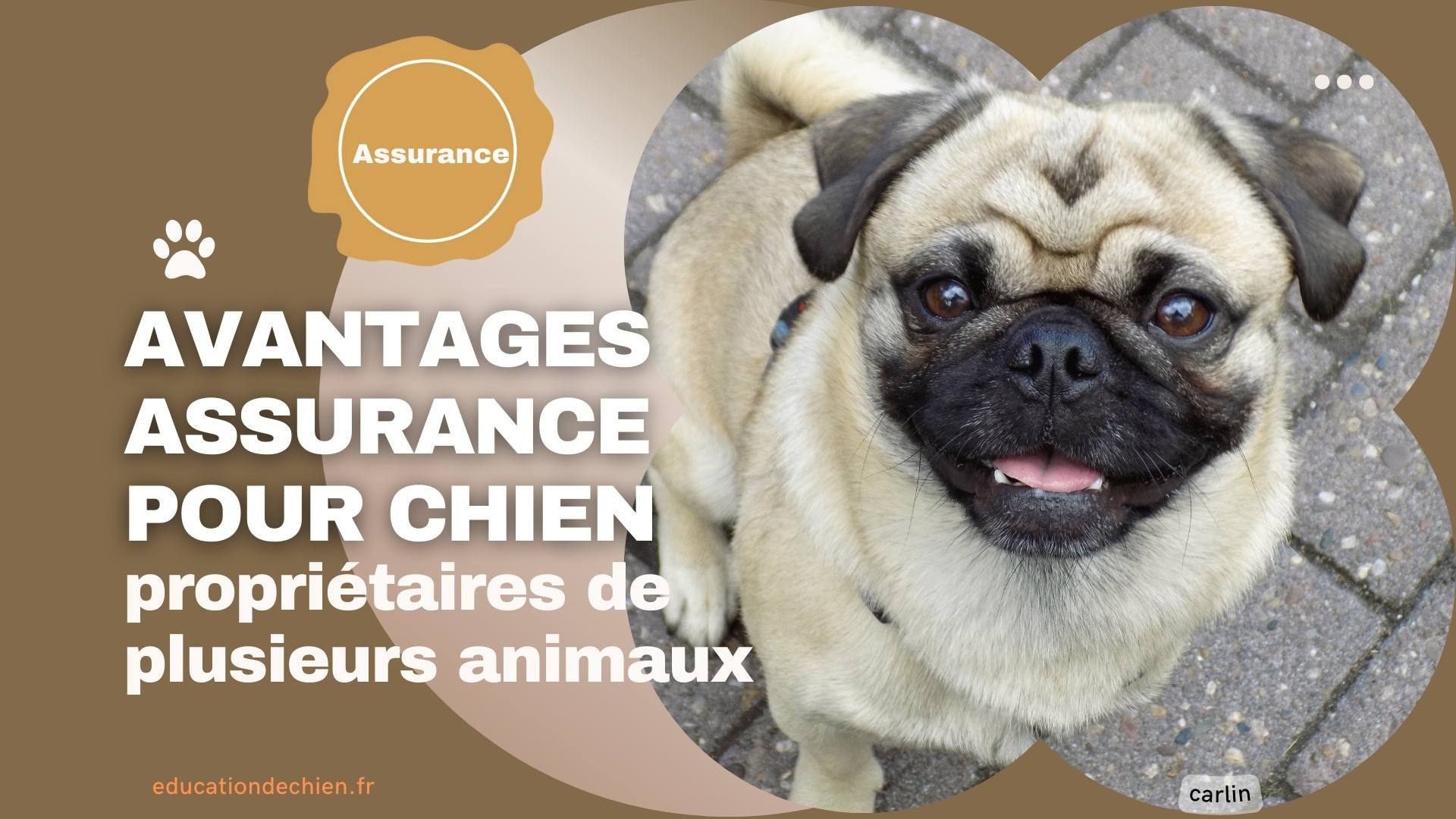propriétaires de plusieurs animaux
