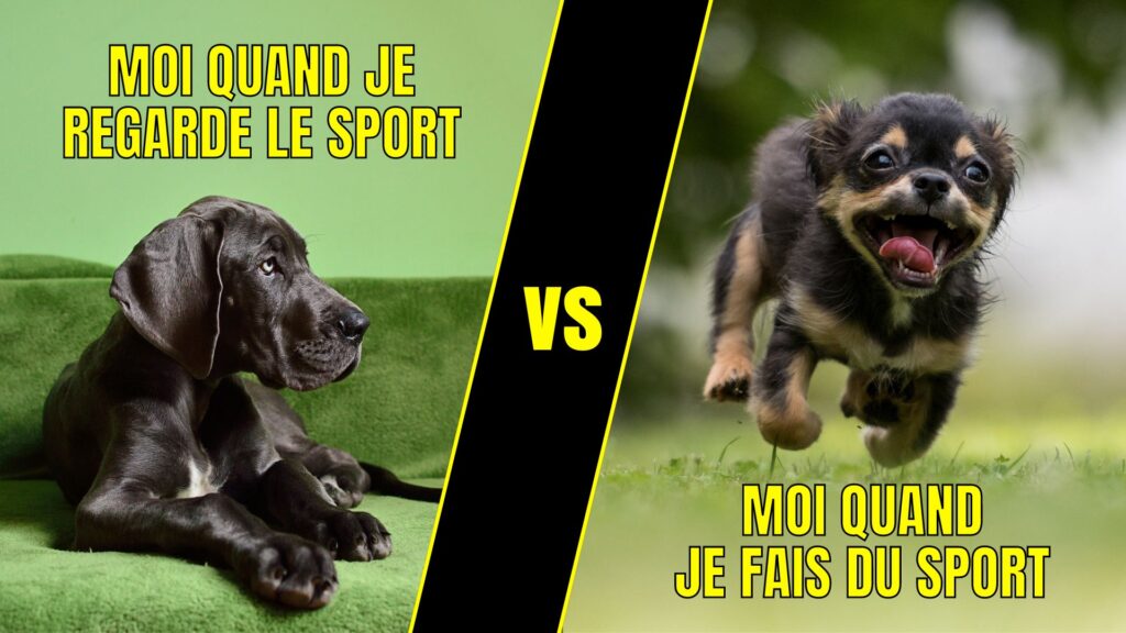 image fun chien