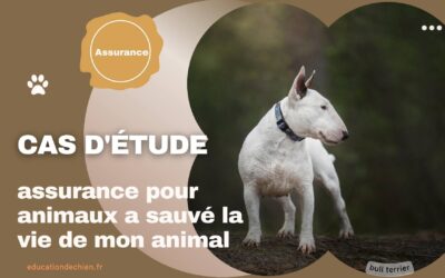 Cas d’étude : comment une assurance pour animaux a sauvé la vie de mon animal.