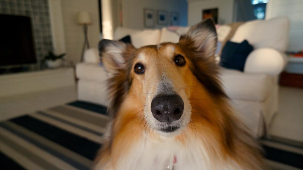 Chien