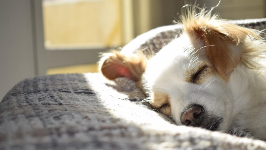 Chien qui dort