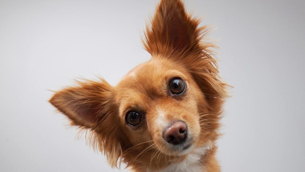 Chien