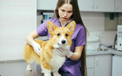 Les soins vétérinaires les plus coûteux et comment une assurance peut aider.
