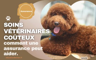 Les soins vétérinaires les plus coûteux et comment une assurance peut aider.