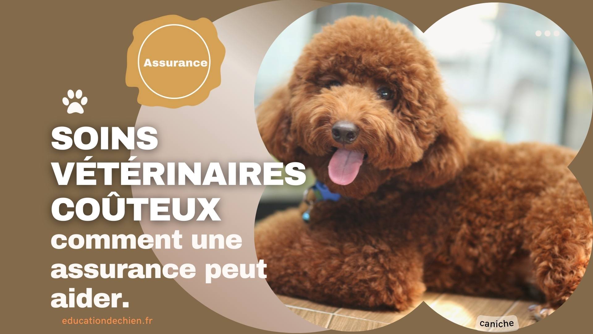 soins vétérinaires coûteux