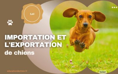 Les réglementations concernant l’importation et l’exportation de chiens.