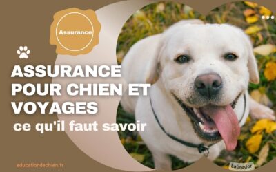 Assurance pour chien et voyages : ce qu’il faut savoir.