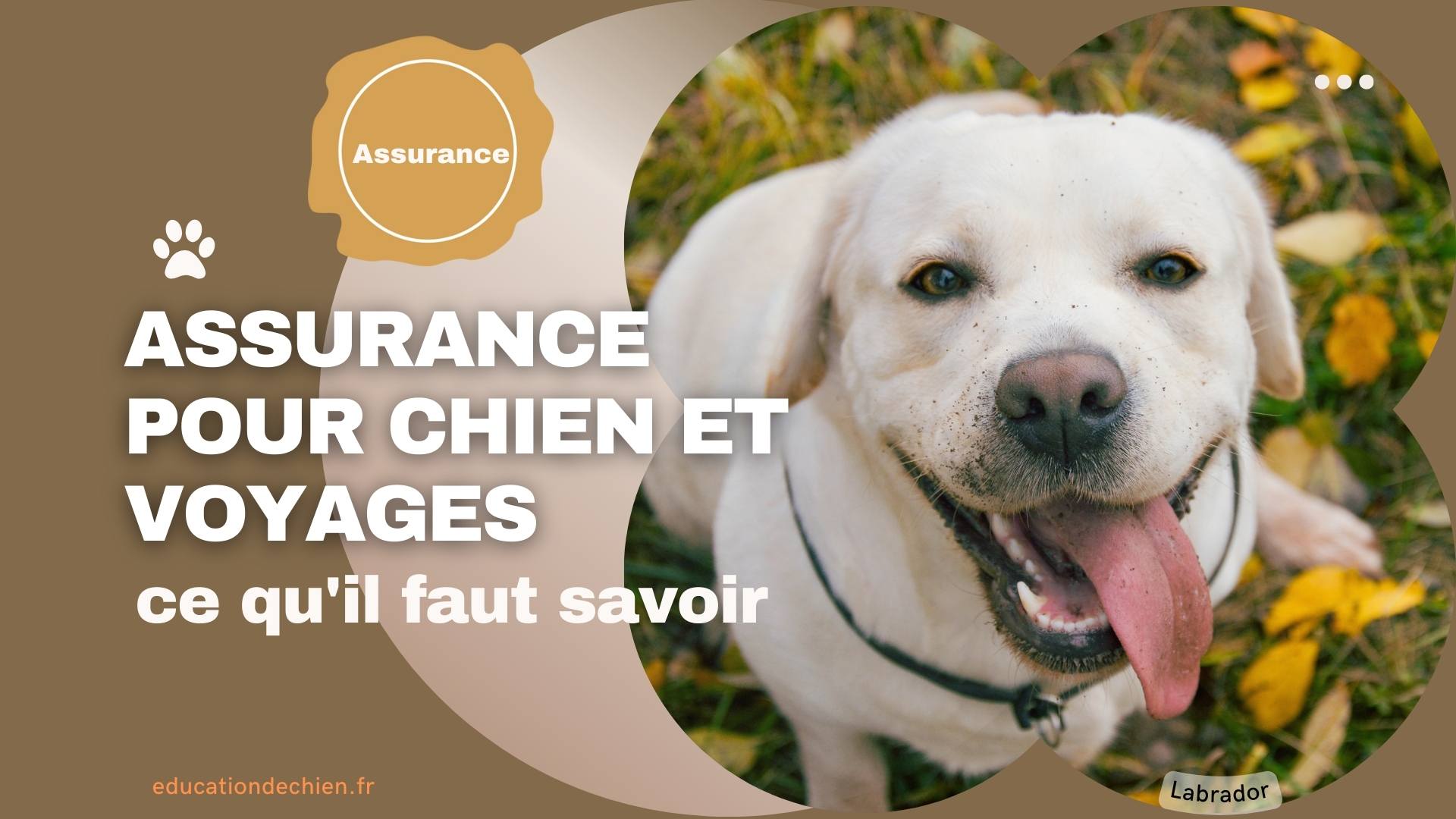 Assurance pour chien et voyages