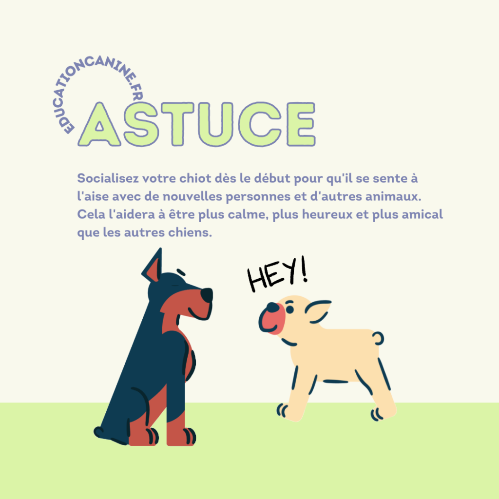 Astuce chien
