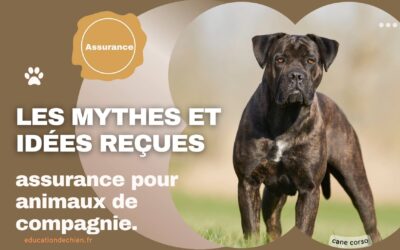 Les mythes et idées reçues sur l’assurance pour animaux de compagnie.