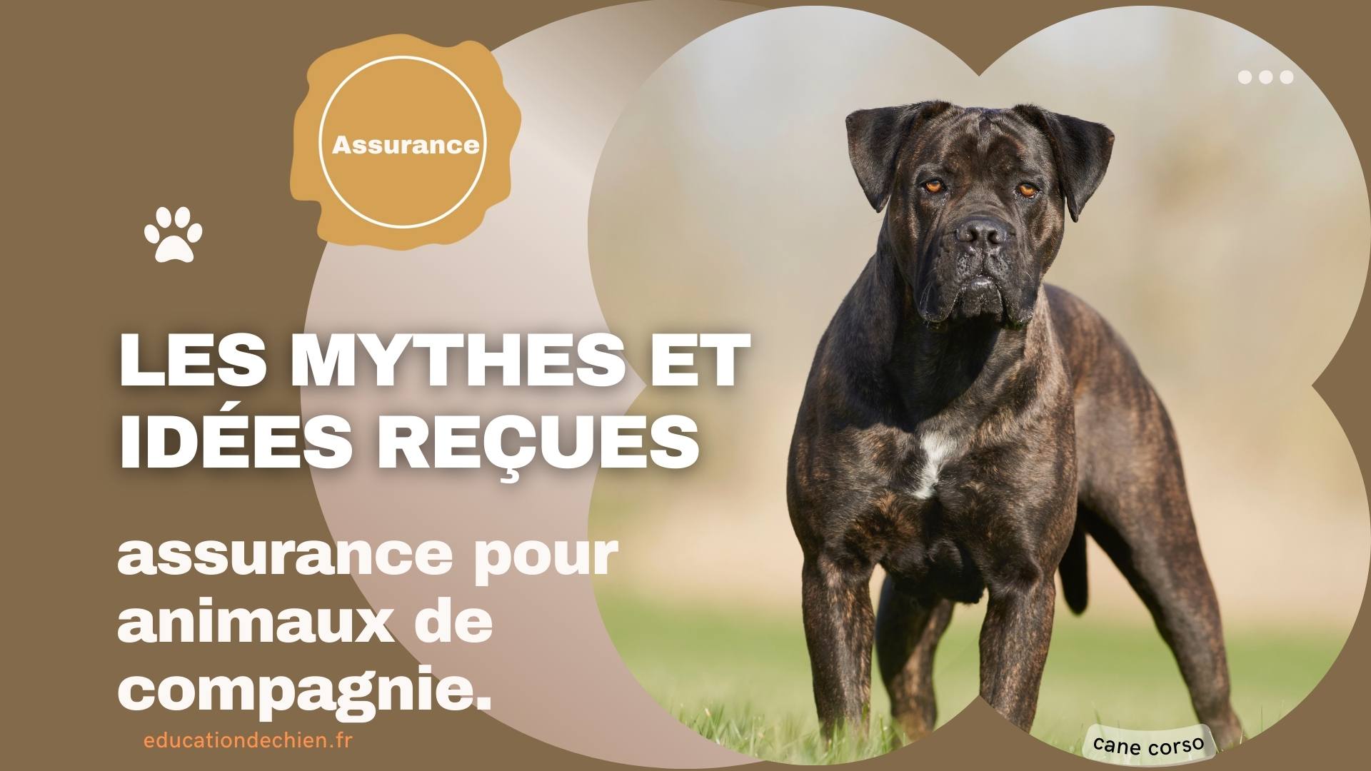 assurance pour animaux de compagnie.
