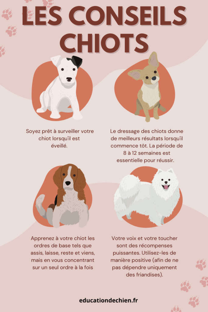 Astuces d’éducation pour chiot