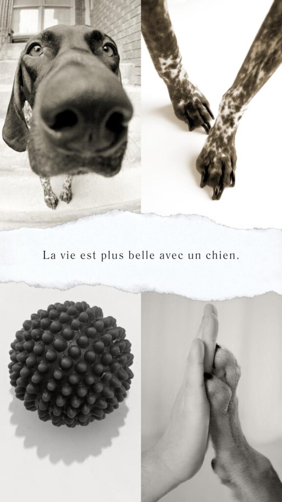 Citations sur les chiens