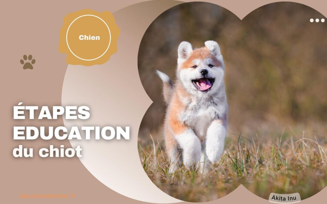 Les étapes pour bien éduquer un chiot