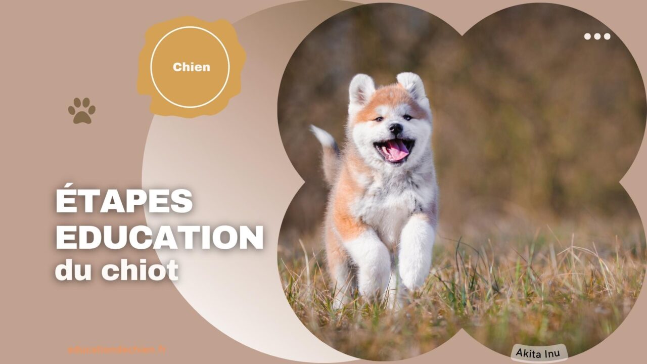 Éducation chiot : étapes clés et conseils