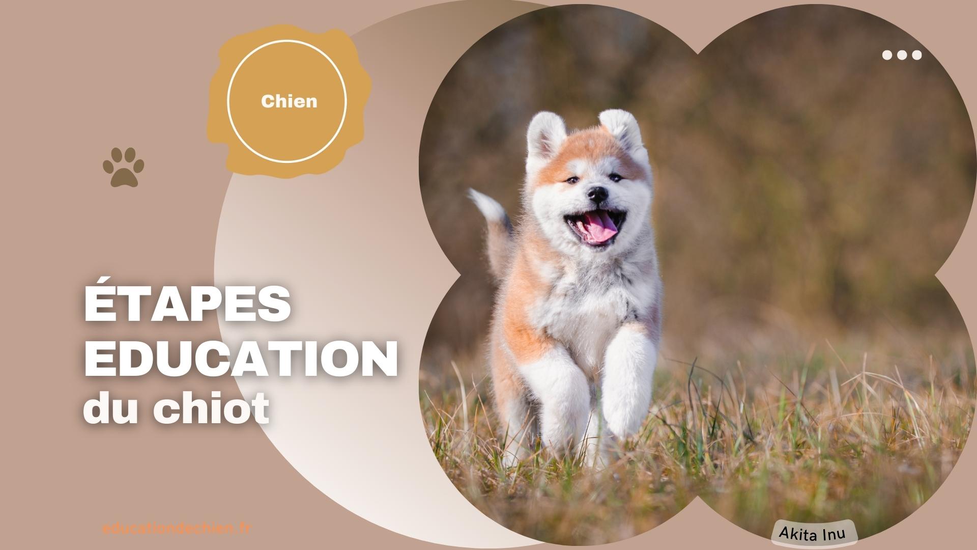 Chiot Akita Inu