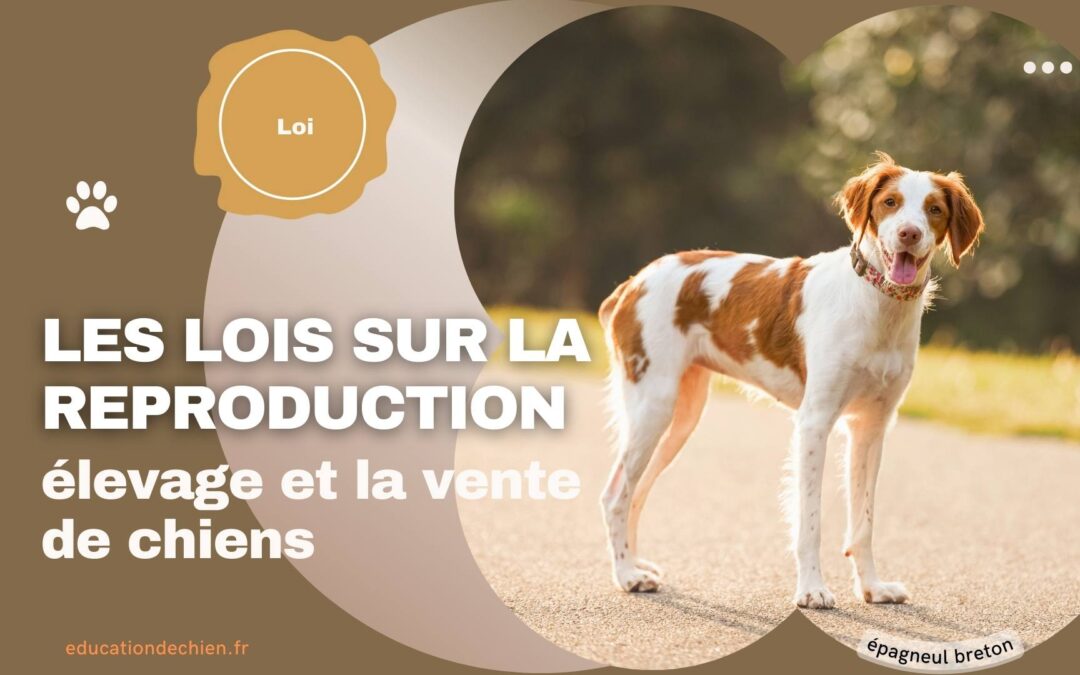 Les lois sur la reproduction, l’élevage et la vente de chiens.