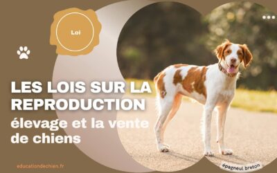 Les lois sur la reproduction, l’élevage et la vente de chiens.