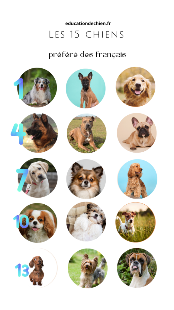 Le top 15 des chiens préférés des français 