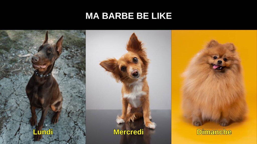 Mèmes sur les chiens