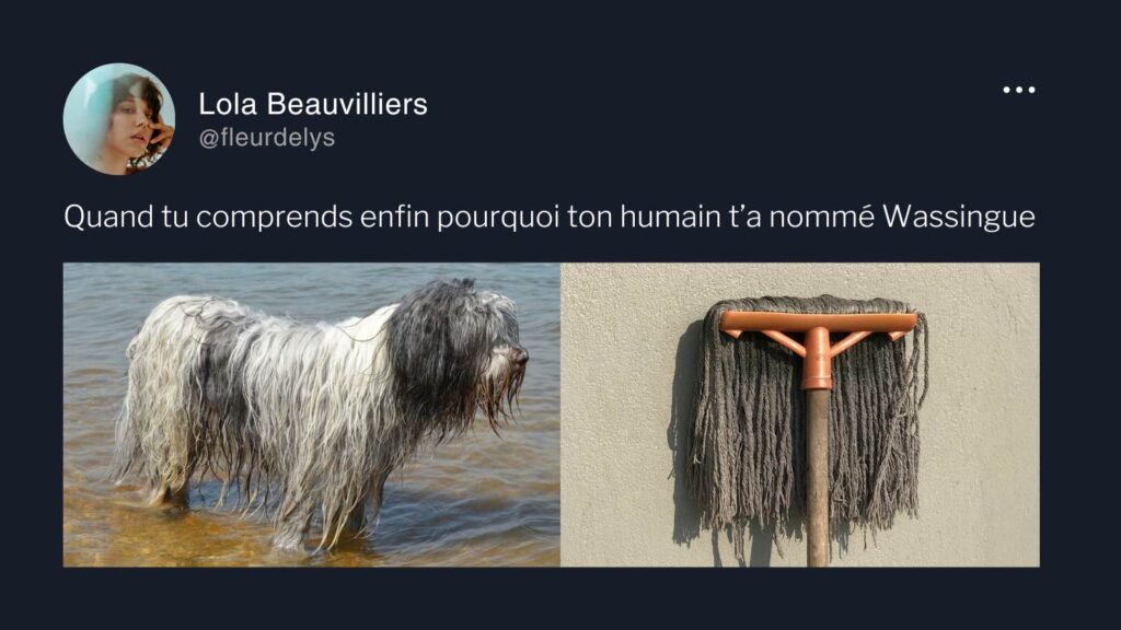 Tweet sur un chien