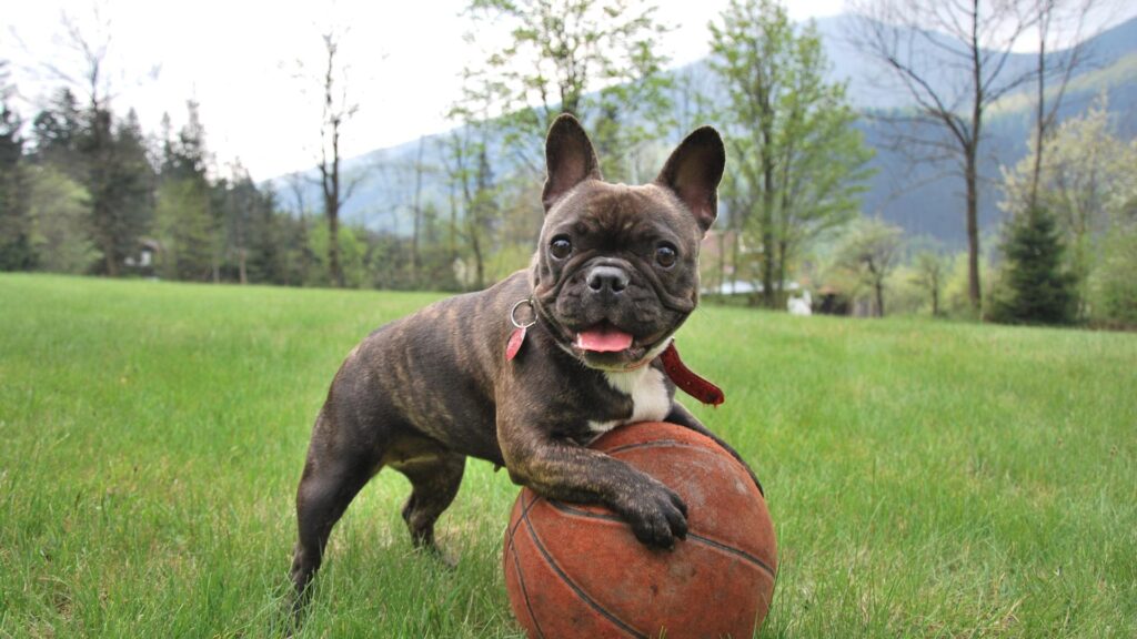 Petit chien avec sa balle 