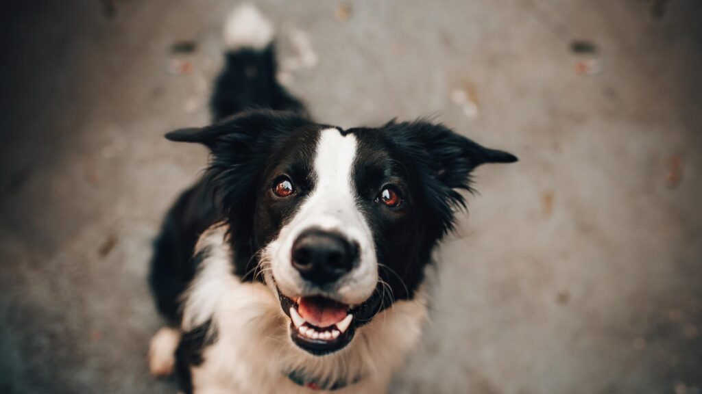 Chien dans un parc