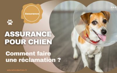 Comment faire une réclamation auprès de votre assurance pour chien.