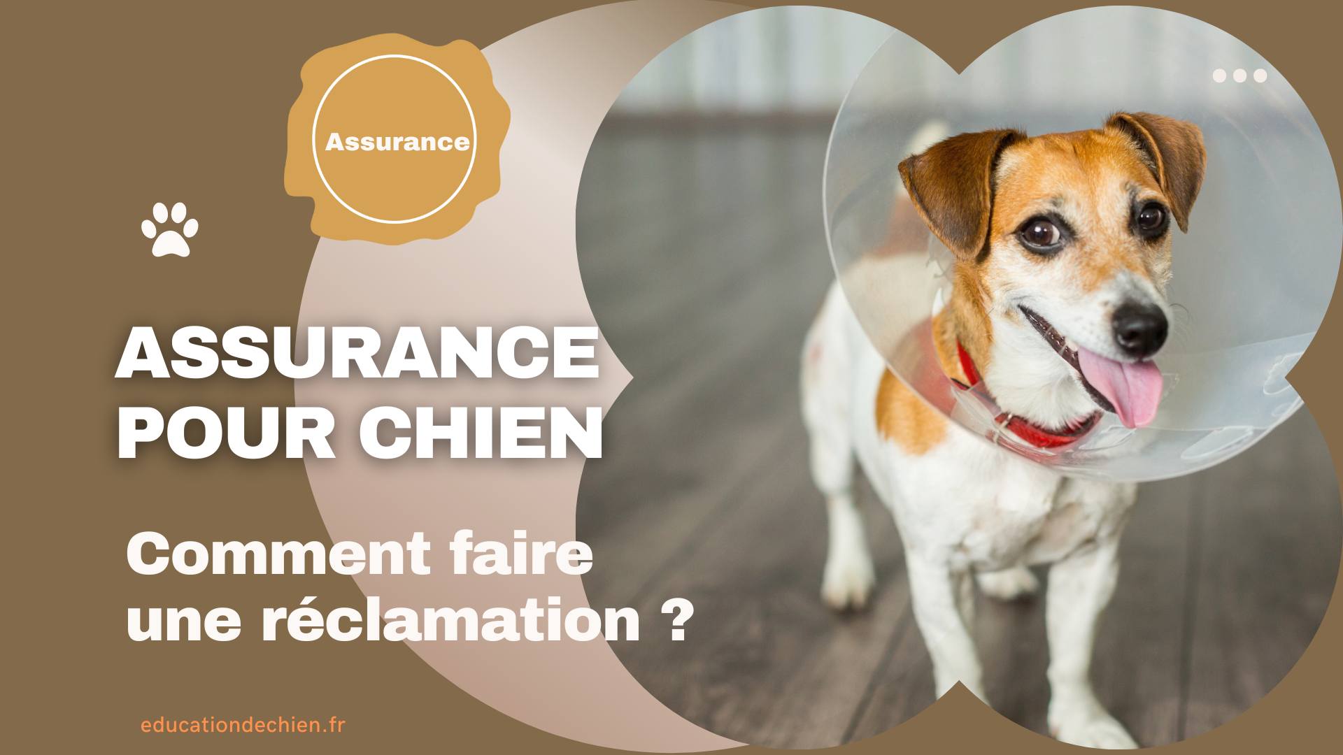 Chien chez le vétérinaire