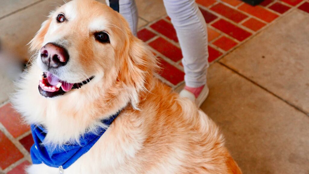 Chien d'assistance