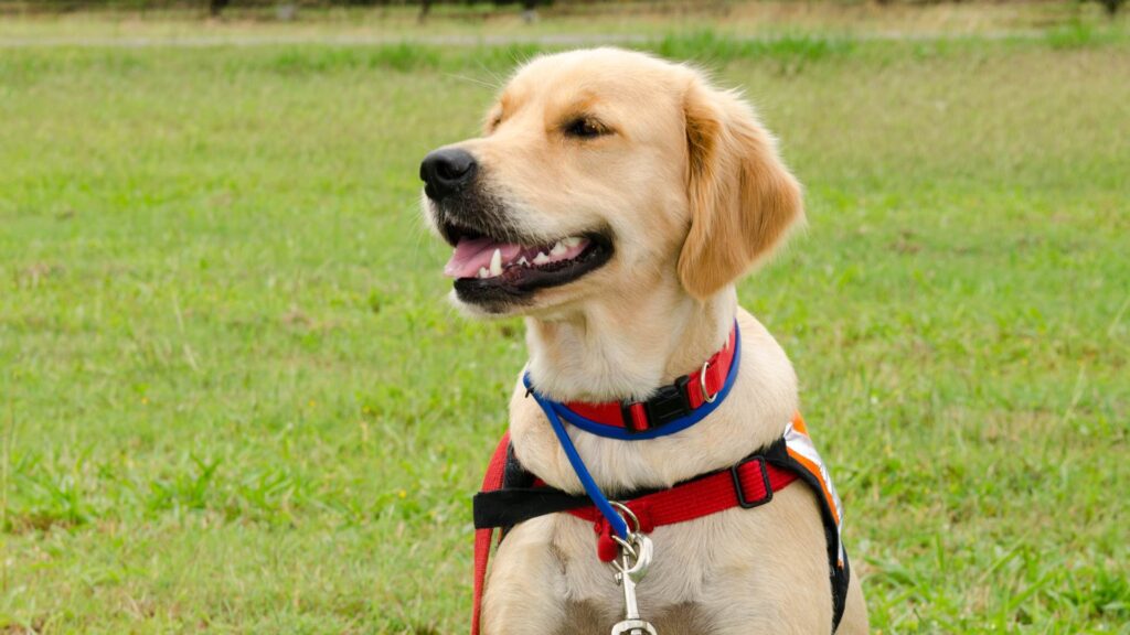 Chien d'assistance