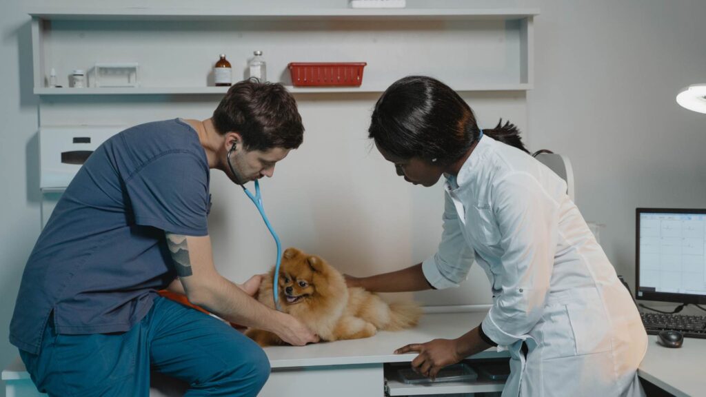 Petit chien chez le vétérinaire