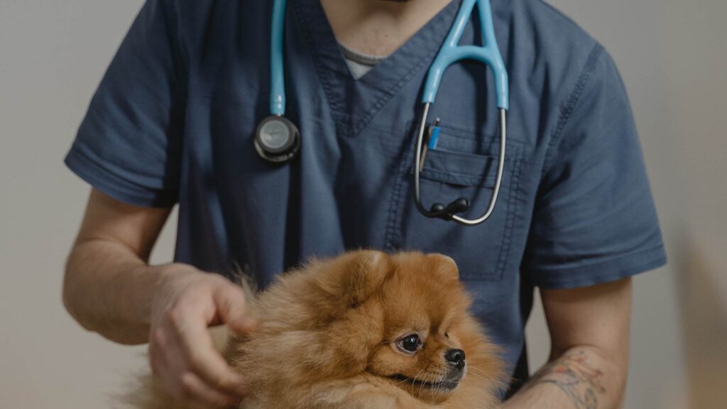 Petit chien en pleine consultation chez le vétérinaire