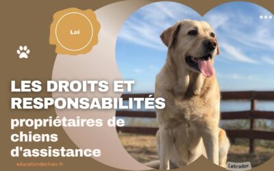 Les droits et responsabilités des propriétaires de chiens d’assistance ou de thérapie.