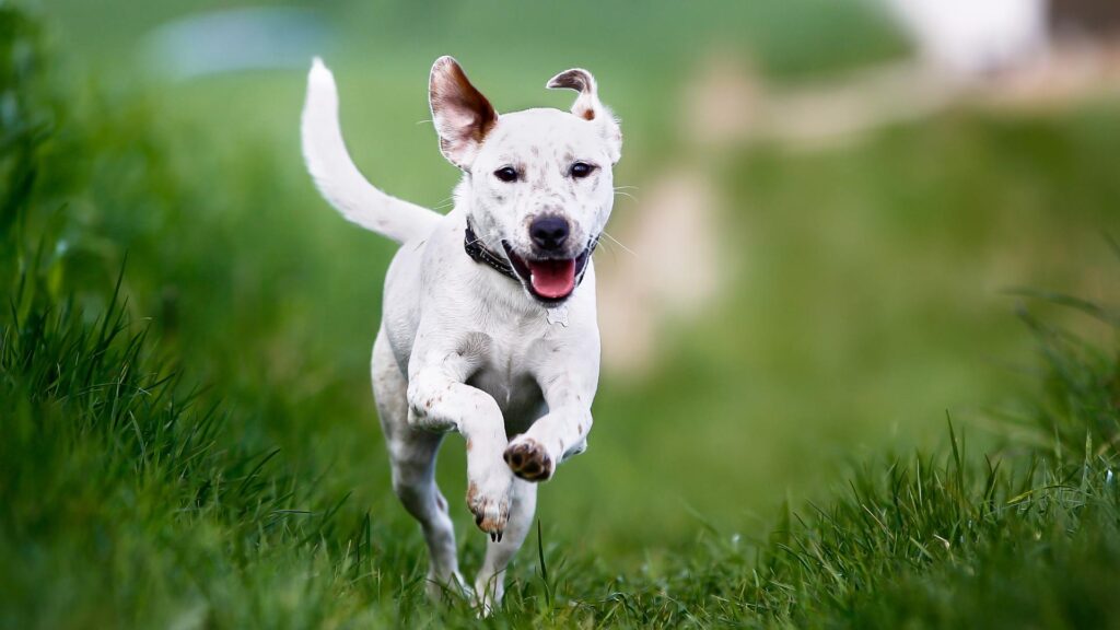 Petit chien dans un parc