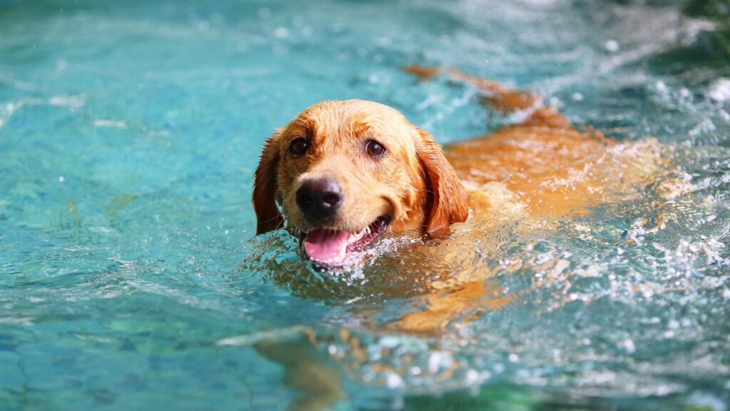 Chien qui nage dans l'eau