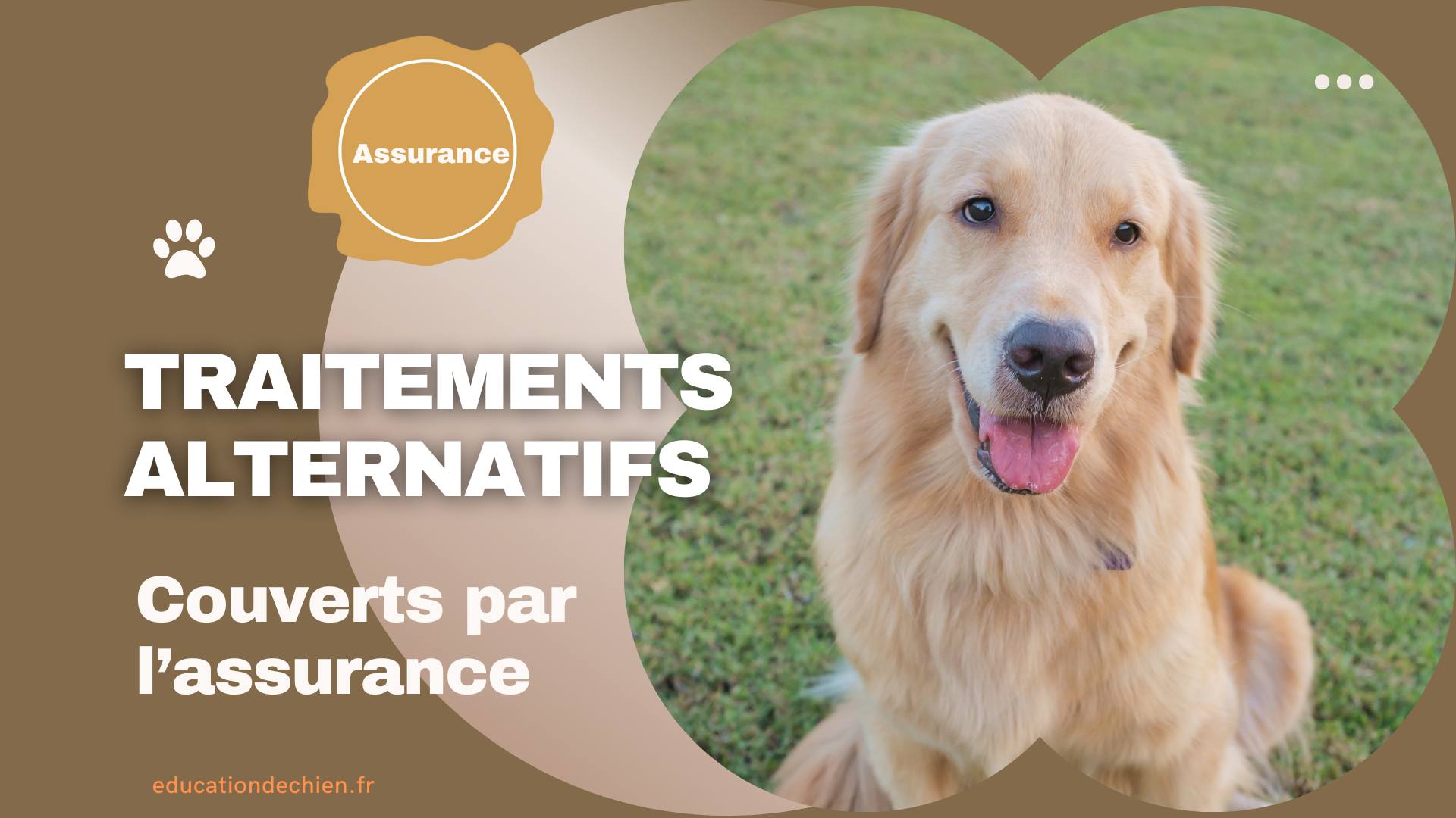 Chien au parc