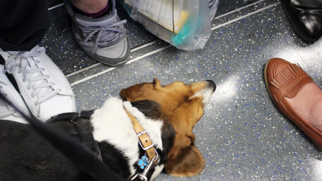 Petit chien dans le métro
