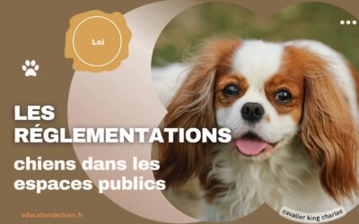 Les réglementations concernant les chiens dans les espaces publics : parcs, plages, transports.